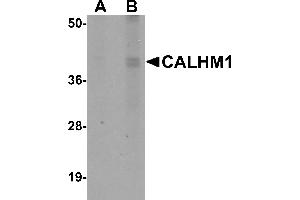 Western Blotting (WB) image for anti-Calcium Homeostasis Modulator 1 (CALHM1) (N-Term) antibody (ABIN1031289) (CALHM1 antibody  (N-Term))