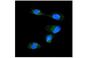 IF analysis of SRP1/KPNA1 using anti-SRP1/KPNA1 antibody (ABIN7603189).