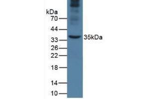 Western Blot; Sample: Mouse Liver Tissue. (APOA5 antibody  (AA 21-210))