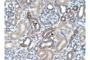 UST antibody was used for immunohistochemistry at a concentration of 4-8 ug/ml to stain Epithelial cells of renal tubule (arrows) in Human Kidney. (UST antibody  (C-Term))