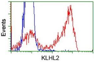 Image no. 2 for anti-Kelch-Like 2, Mayven (KLHL2) (AA 1-100), (AA 494-593) antibody (ABIN1490547) (KLHL2 antibody  (AA 1-100, AA 494-593))