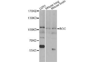 Western blot analysis of extracts of various cell lines, using BOC antibody (ABIN6290104) at 1:1000 dilution. (BOC antibody)