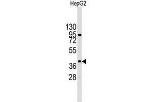 Western blot analysis of MAPK14 Antibody (Y322) in HepG2 cell line lysates (35 µg/lane).