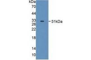 Western Blotting (WB) image for anti-Mitogen-Activated Protein Kinase 12 (MAPK12) (AA 27-311) antibody (ABIN7441064)