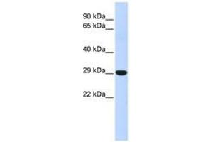 Image no. 1 for anti-Homeobox B8 (HOXB8) (N-Term) antibody (ABIN6740614) (HOXB8 antibody  (N-Term))