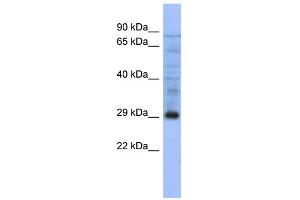 WB Suggested Anti-PSMA5 Antibody Titration: 0. (PSMA5 antibody  (Middle Region))