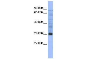WB Suggested Anti-PSMA5 Antibody Titration: 0.