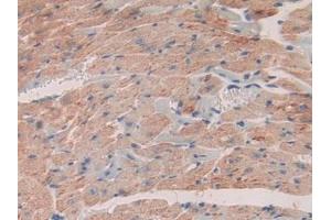 Detection of SDF1 in Mouse Heart Tissue using Polyclonal Antibody to Stromal Cell Derived Factor 1 (SDF1) (CXCL12 antibody  (AA 22-89))