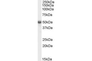 ABIN190911 (0. (TRAF2 antibody  (C-Term))