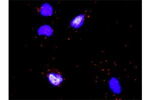 Proximity Ligation Analysis of protein-protein interactions between OSM and COL4A6. (Oncostatin M antibody  (AA 1-252))