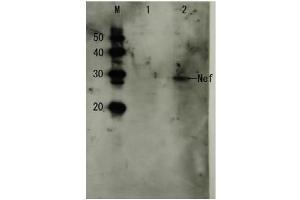 Western Blotting (WB) image for anti-HIV-1 Nef (full length) antibody (ABIN2452025) (HIV-1 Nef (full length) antibody)