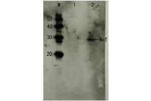 Western Blotting (WB) image for anti-HIV-1 Nef (full length) antibody (ABIN2452025)