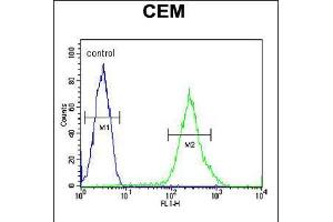 Flow cytometric analysis of CEM cells (right histogram) compared to a negative control cell (left histogram). (RCL antibody  (N-Term))