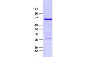 Validation with Western Blot (ELF2 Protein (His tag))