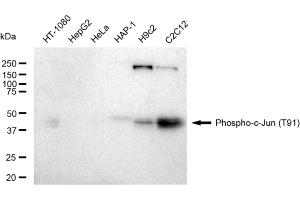 Western blotting analysis using Phospho-c-Jun (T91) antibody (ABIN7799146). (Recombinant C-JUN antibody  (pThr91))