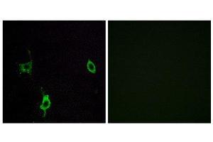 Immunofluorescence (IF) image for anti-Laminin, gamma 3 (LAMC3) (C-Term) antibody (ABIN1850460) (LAMC3 antibody  (C-Term))