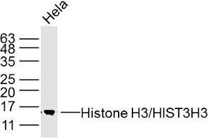 HeLa cell lysates; probed with Histone H3/HIST3H3 (3G1) Monoclonal Antibody, unconjugated (bsm-33042M) at 1:300 overnight at 4°C followed by a conjugated secondary antibody for 60 minutes at 37°C.