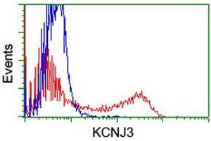 HEK293T cells transfected with either RC205322 overexpress plasmid (Red) or empty vector control plasmid (Blue) were immunostained by anti-KCNJ3 antibody (ABIN2455489), and then analyzed by flow cytometry. (KCNJ3 antibody  (AA 279-501))