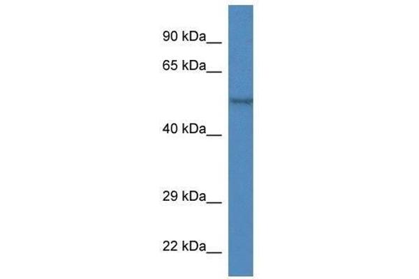ZBTB14/ZFP161 antibody  (Middle Region)