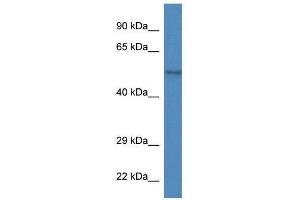 Western Blot showing Zfp161 antibody used at a concentration of 1. (ZBTB14/ZFP161 antibody  (Middle Region))