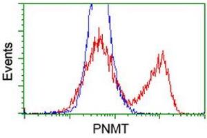 HEK293T cells transfected with either RC206586 overexpress plasmid (Red) or empty vector control plasmid (Blue) were immunostained by anti-PNMT antibody (ABIN2454517), and then analyzed by flow cytometry. (PNMT antibody)