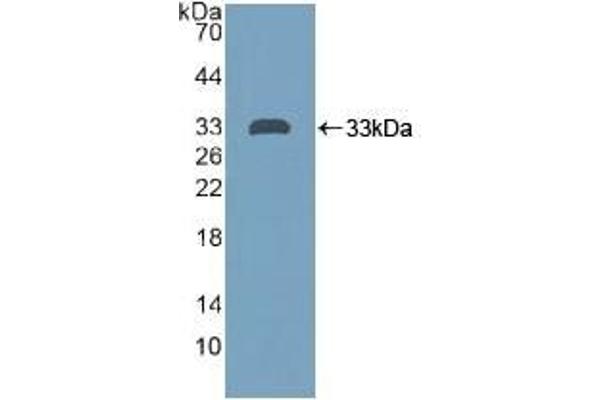 PTPRH anticorps  (AA 844-1096)