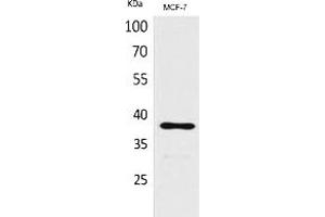 Western Blot analysis of MCF-7 cells using TPO Polyclonal Antibody. (TPO (Internal Region) antibody)
