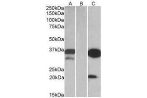 HEK293 lysate (10 µg protein in RIPA buffer) over expressing Human DAPP1 with DYKDDDDK tag probed with this Antibody (0.