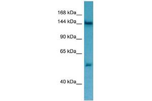 WB Suggested Anti-TPP2 Antibody Titration: 1. (Tpp2 antibody  (N-Term))