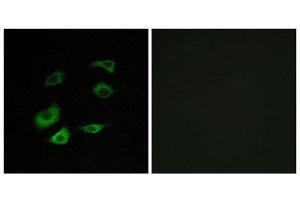 Immunofluorescence (IF) image for anti-Anaphase Promoting Complex Subunit 1 (ANAPC1) (Internal Region) antibody (ABIN1850402) (APC1 antibody  (Internal Region))