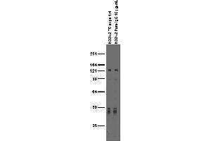 anti-RAS (RAD and GEM)-Like GTP Binding 2 (REM2) (AA 1-341) antibody