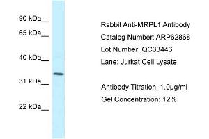 Western Blotting (WB) image for anti-Mitochondrial Ribosomal Protein L1 (MRPL1) (N-Term) antibody (ABIN2789275) (MRPL1 antibody  (N-Term))