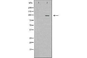 Western blot analysis of extracts of PC12 lysate using KDM1A antibody. (LSD1 antibody  (Internal Region))