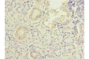 Immunohistochemistry of paraffin-embedded human pancreatic tissue using ABIN7164210 at dilution of 1:100