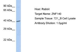 Host: Rabbit Target Name: ZNF140 Sample Type: 721_B Whole cell lysates Antibody Dilution: 1.