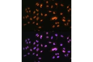 Immunofluorescence analysis of U2OS cells using NR2F2 Rabbit pAb (ABIN6133831, ABIN6144820, ABIN6144821 and ABIN6214430) at dilution of 1:100. (NR2F2 antibody  (AA 1-100))