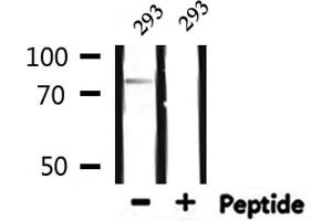 Western blot analysis of extracts from 293, using MYST2 Antibody. (MYST2 antibody  (Internal Region))