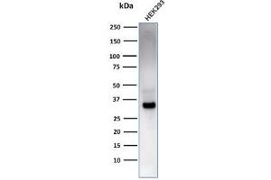 RCAS1 antibody