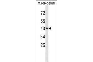 Western blot analysis of EXTL2 Antibody (C-term) (ABIN653181 and ABIN2842737) in mouse cerebellum tissue lysates (35 μg/lane). (EXTL2 antibody  (C-Term))
