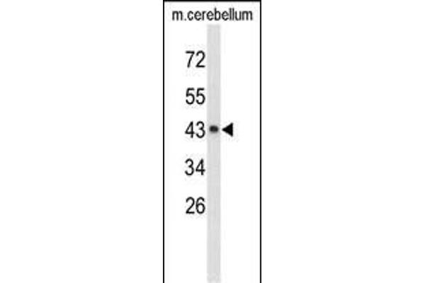 EXTL2 antibody  (C-Term)