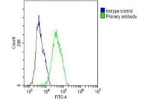 Overlay histogram showing MCF-7 cells stained with (ABIN654618 and ABIN2844316) (green line). (CES2 antibody  (AA 340-369))
