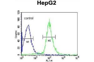AHSG Antibody (C-term) flow cytometric analysis of HepG2 cells (right histogram) compared to a negative control cell (left histogram). (Fetuin A antibody  (C-Term))