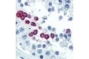 IHC analysis of FFPE human testis tissue stained with Cyclin D1 antibody (Cyclin D1 antibody  (AA 68-97))