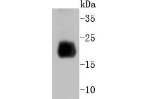 Mouse spleen lysate probed with Histone H4 (2G2) Monoclonal Antibody  at 1:1000 overnight at 4˚C. (Histone H4 antibody)