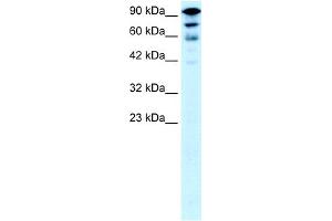 WB Suggested Anti-KIF5A Antibody Titration:  0. (KIF5A antibody  (Middle Region))