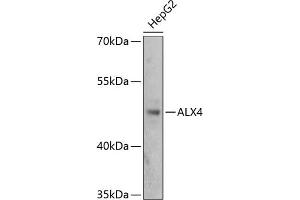 Western blot analysis of extracts of HepG2 cells, using  antibody (ABIN1678645, ABIN1678646, ABIN5664159 and ABIN6219843) at 1:3000 dilution. (ALX4 antibody  (AA 1-220))