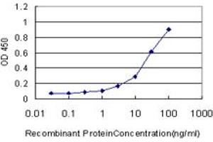 Detection limit for recombinant GST tagged BBOX1 is approximately 1ng/ml as a capture antibody. (BBOX1 antibody  (AA 278-387))