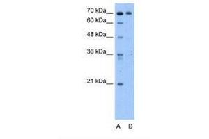 Image no. 1 for anti-Chromosome 9 Open Reading Frame 96 (C9orf96) (AA 581-630) antibody (ABIN321564) (C9orf96 antibody  (AA 581-630))