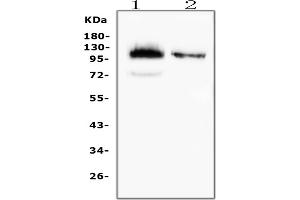 Western blot analysis of CD43 using anti-CD43 antibody (ABIN7601042). (CD43 antibody  (AA 272-400))