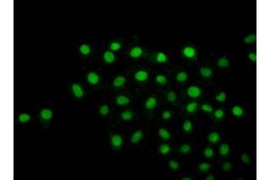 Immunofluorescence staining of Hela cells with ncrHU at 1:1, counter-stained with DAPI. (Histone H2B antibody)